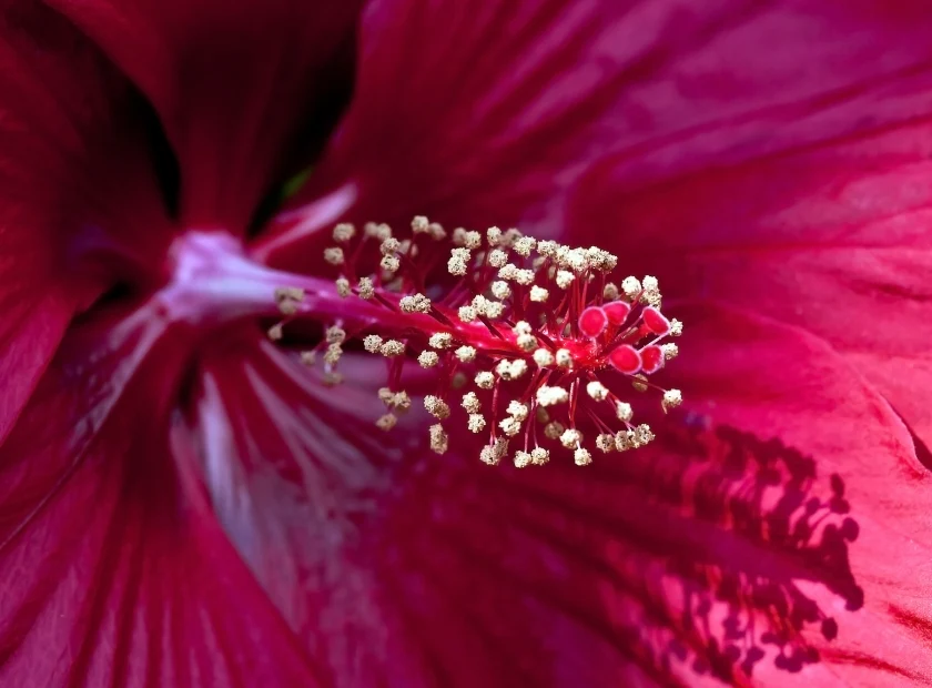 CardioCharge™ Hibiscus Flower Extract for healthy circulation